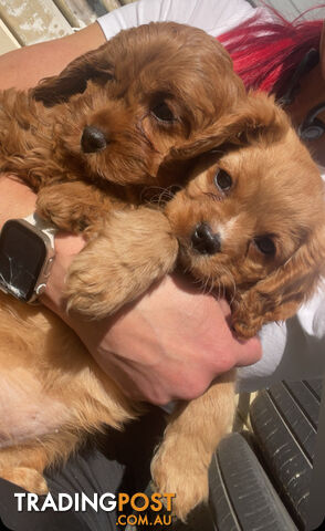 Gorgeous CAVOODLE puppies