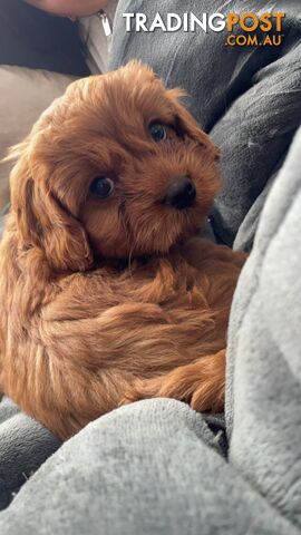 Gorgeous Cavoodle puppies