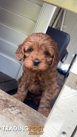 Gorgeous Cavoodle puppies