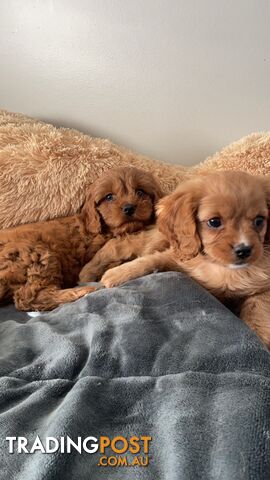 Gorgeous Cavoodle puppies