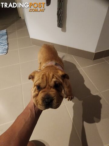 Shar pei puppy