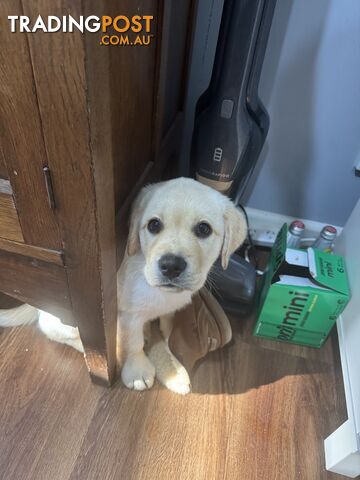 Pure bred Golden Labrador puppies Ready Now