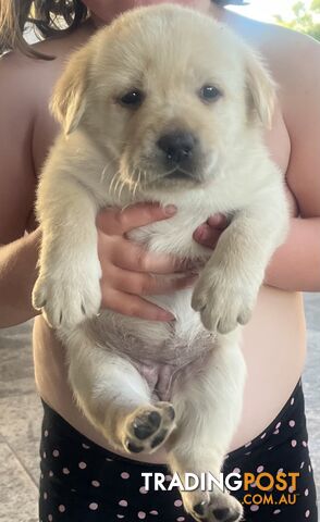 Pure bred Golden Labrador puppies