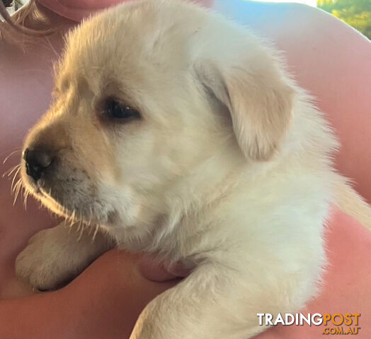 Pure bred Golden Labrador puppies