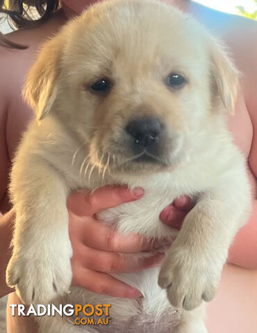 Pure bred Golden Labrador puppies