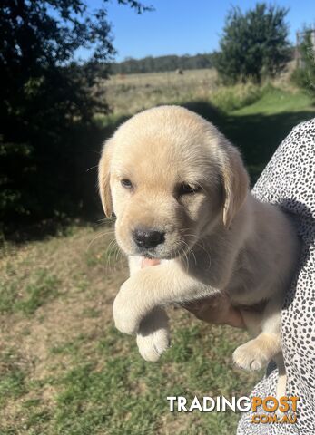 Pure bred Golden Labrador puppies Ready Now