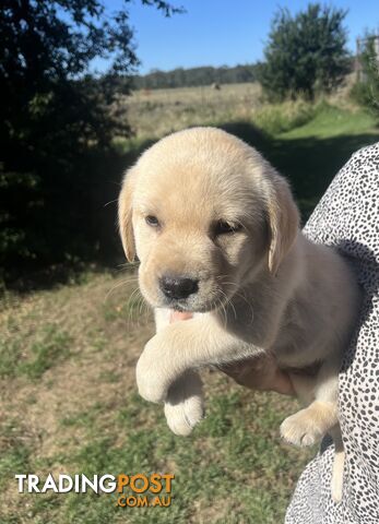 Pure bred Golden Labrador puppies