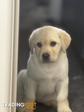 Pure bred Golden Labrador puppies Ready Now