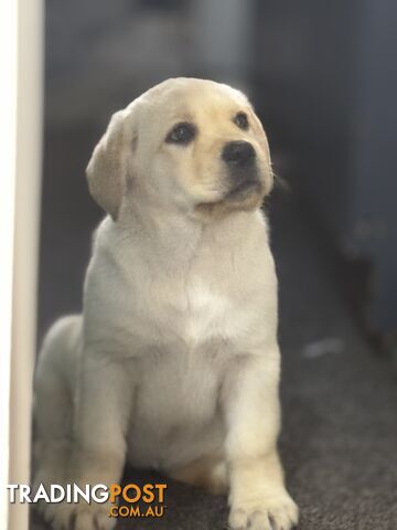 Pure bred Golden Labrador puppies Ready Now