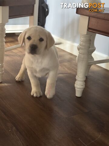 Pure bred Golden Labrador puppies Ready Now