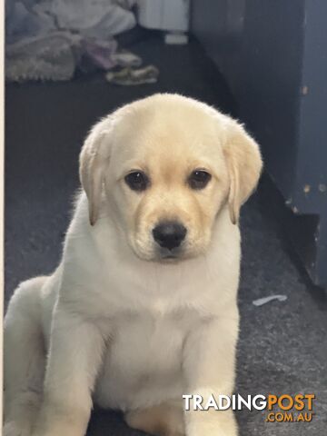 Pure bred Golden Labrador puppies Ready Now