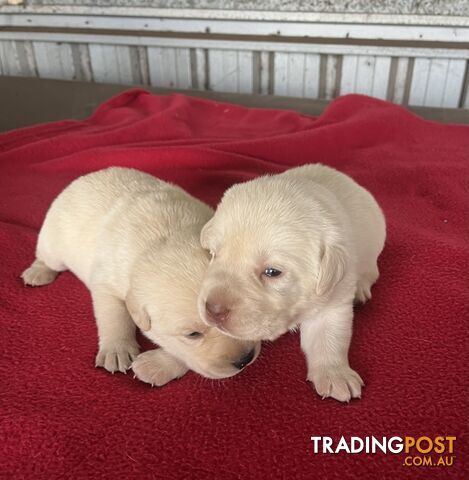 Pure bred Golden Labrador puppies