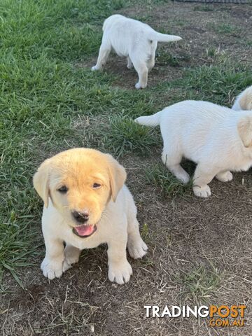 Pure bred Golden Labrador puppies