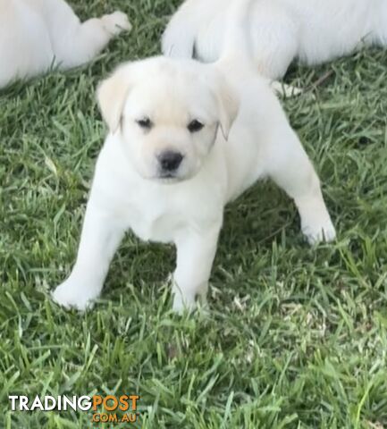 Pure bred Golden Labrador puppies