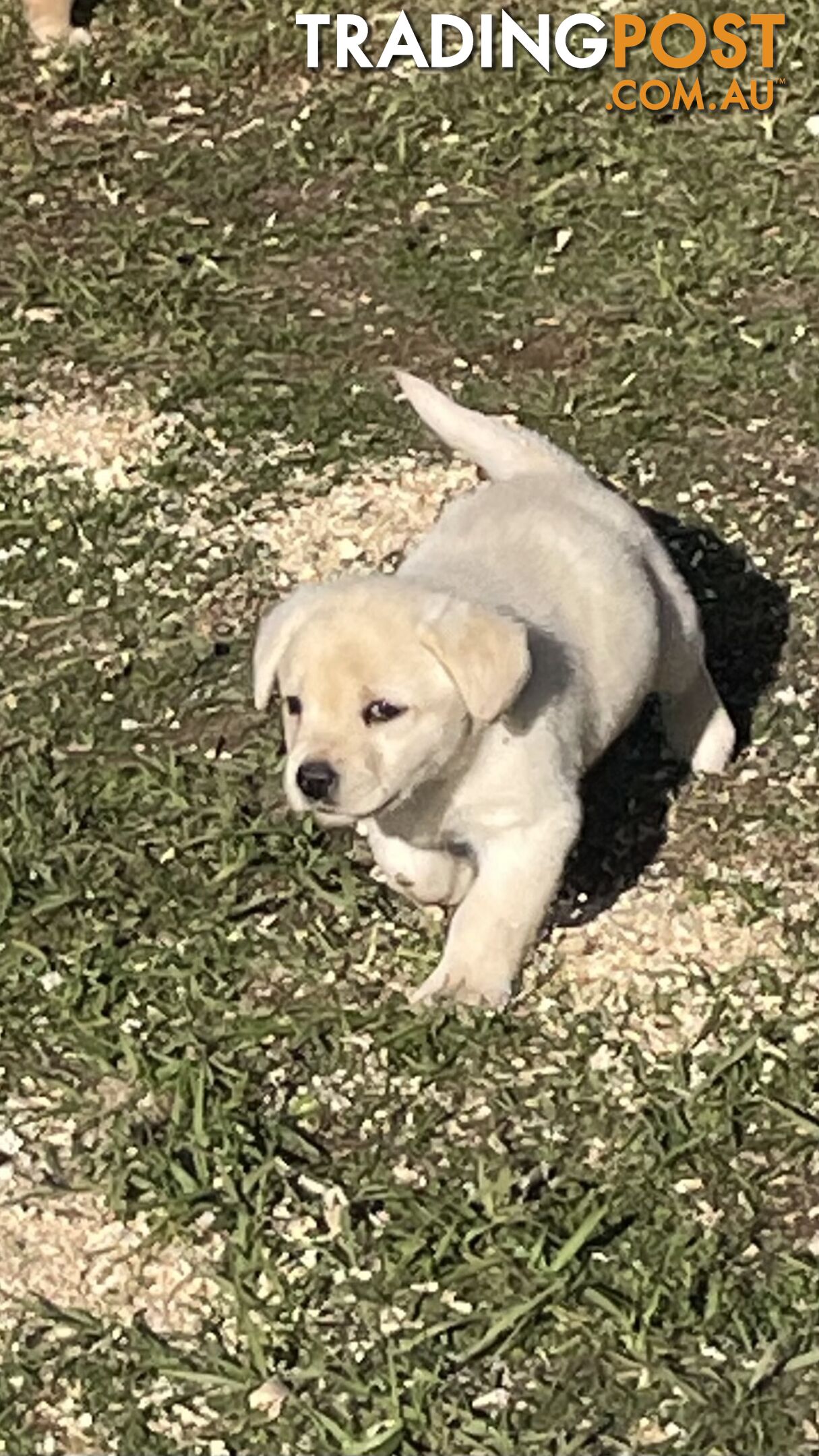 Adorable Labrador pup