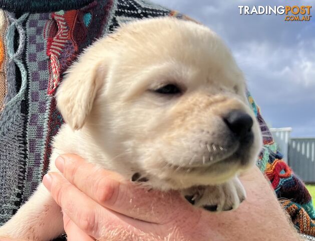 Adorable Labrador pup