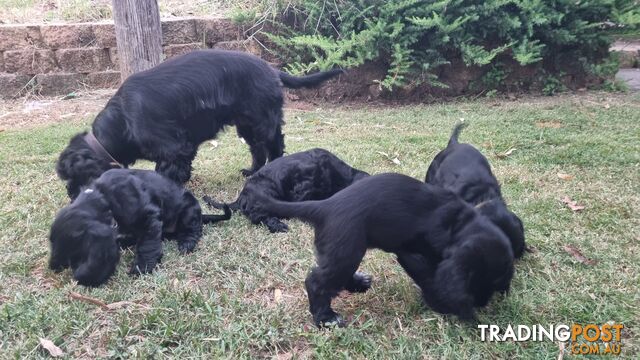 Cocker Spaniel Puppies - AVAILABLE NOW