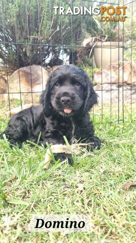 Cocker Spaniel Puppies - AVAILABLE NOW