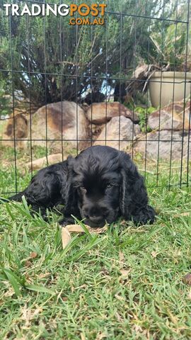 Cocker Spaniel Puppies - AVAILABLE NOW