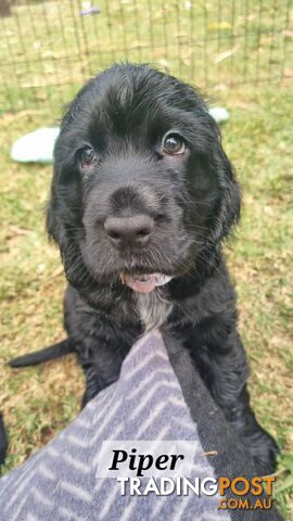 Cocker Spaniel Puppies - AVAILABLE NOW