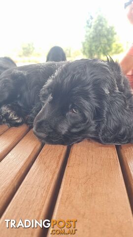 Cocker Spaniel Puppies - AVAILABLE NOW