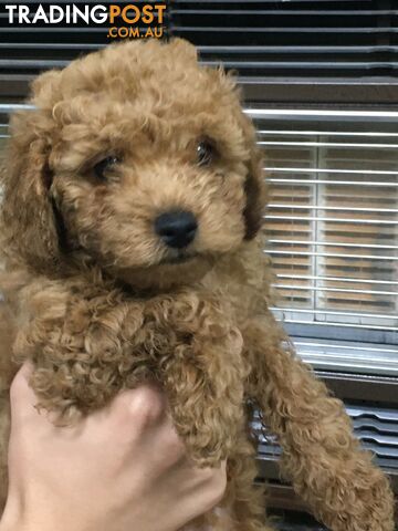 Toy poodle puppies