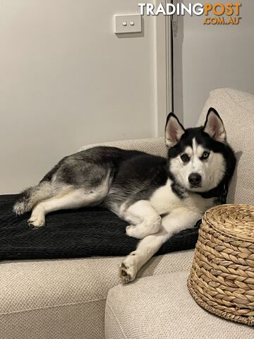 Purebred Siberain Husky - Male