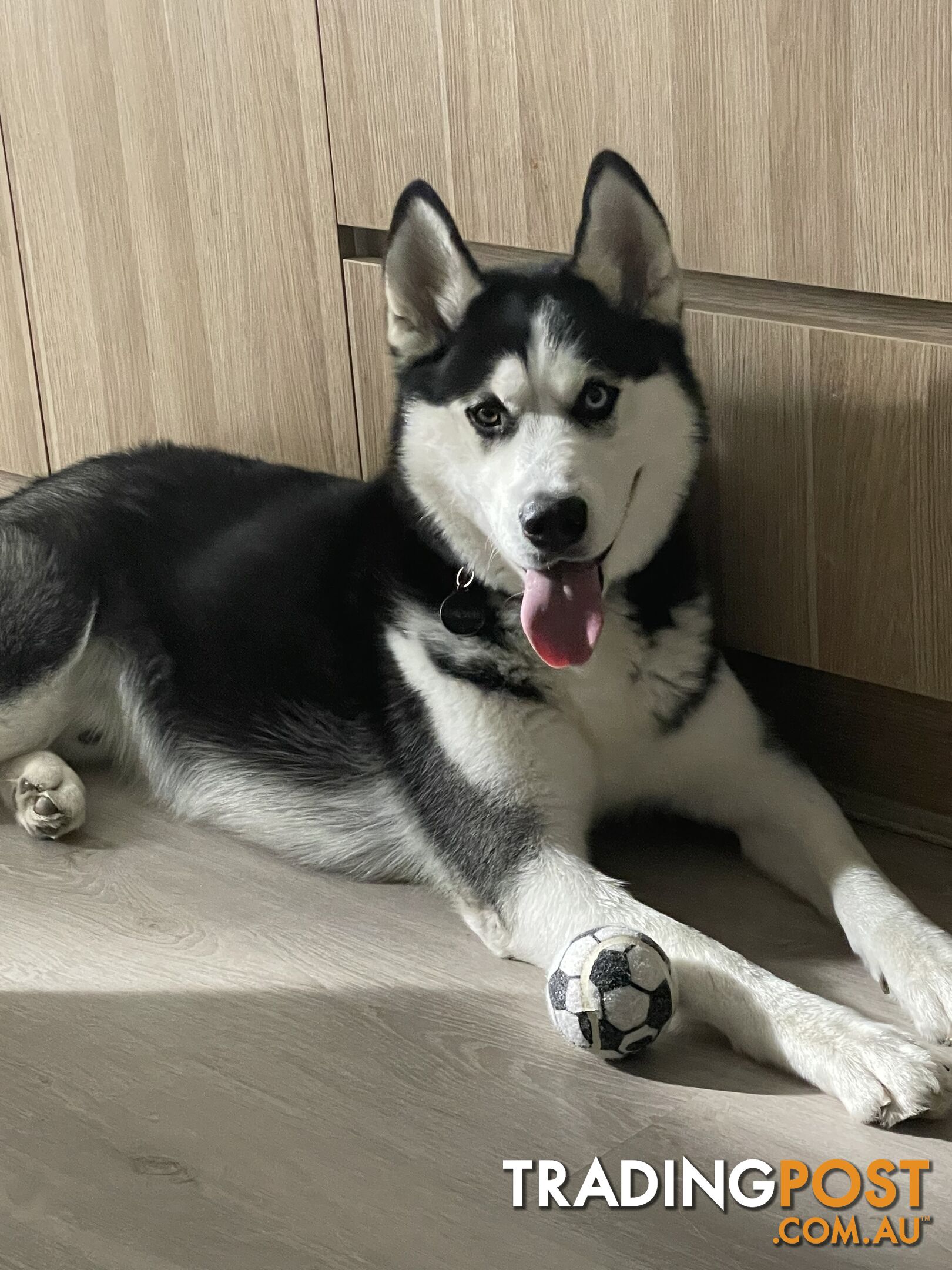 Purebred Siberain Husky - Male