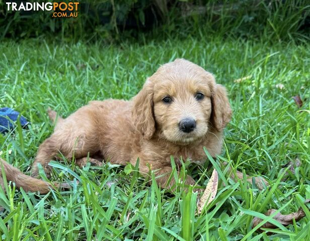 2 beautiful boy Groodle Pups (Therapy Dogs)