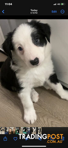 Gorgeous Border Collie Puppies