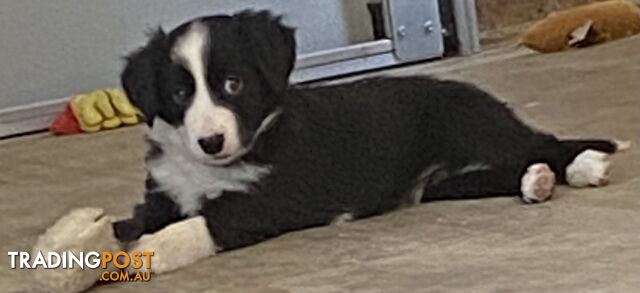 Gorgeous Border Collie Puppy