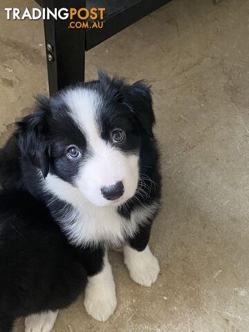 Gorgeous Border Collie Puppies