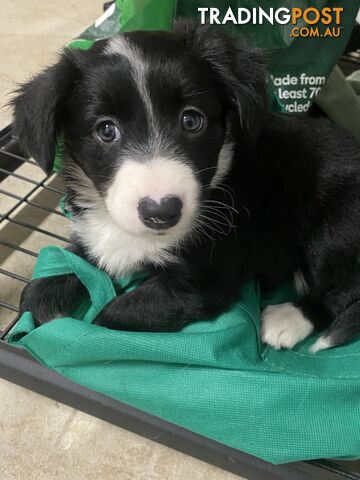 Gorgeous Border Collie Puppies