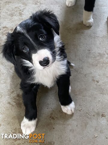 Gorgeous Border Collie Puppies