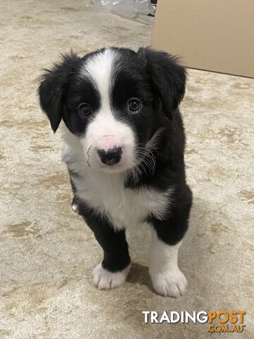 Gorgeous Border Collie Puppies