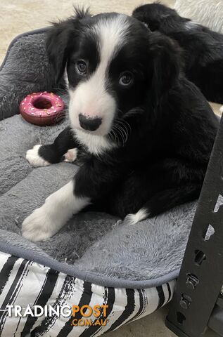 Gorgeous Border Collie Puppy