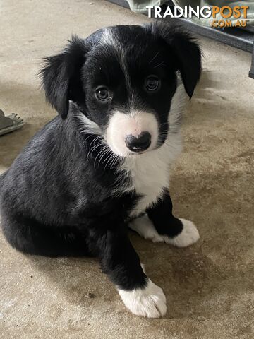 Gorgeous Border Collie Puppies