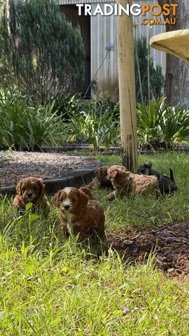 3 girls & 2 boys Cavoodle Puppies