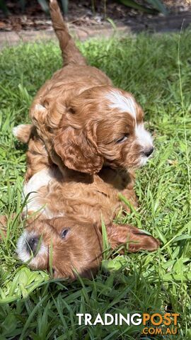 3 girls & 2 boys Cavoodle Puppies