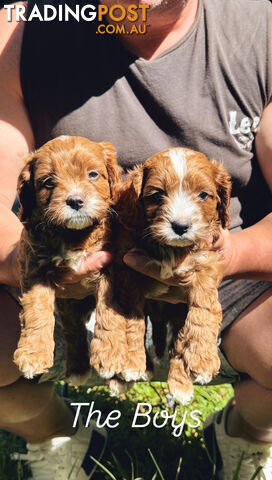 3 girls & 2 boys Cavoodle Puppies