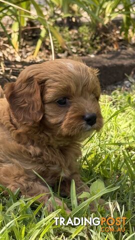 3 girls & 2 boys Cavoodle Puppies