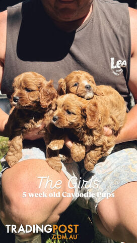 3 girls & 2 boys Cavoodle Puppies