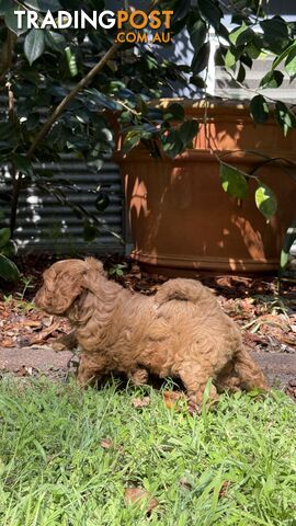 3 girls & 2 boys Cavoodle Puppies