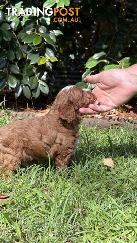 3 girls & 2 boys Cavoodle Puppies