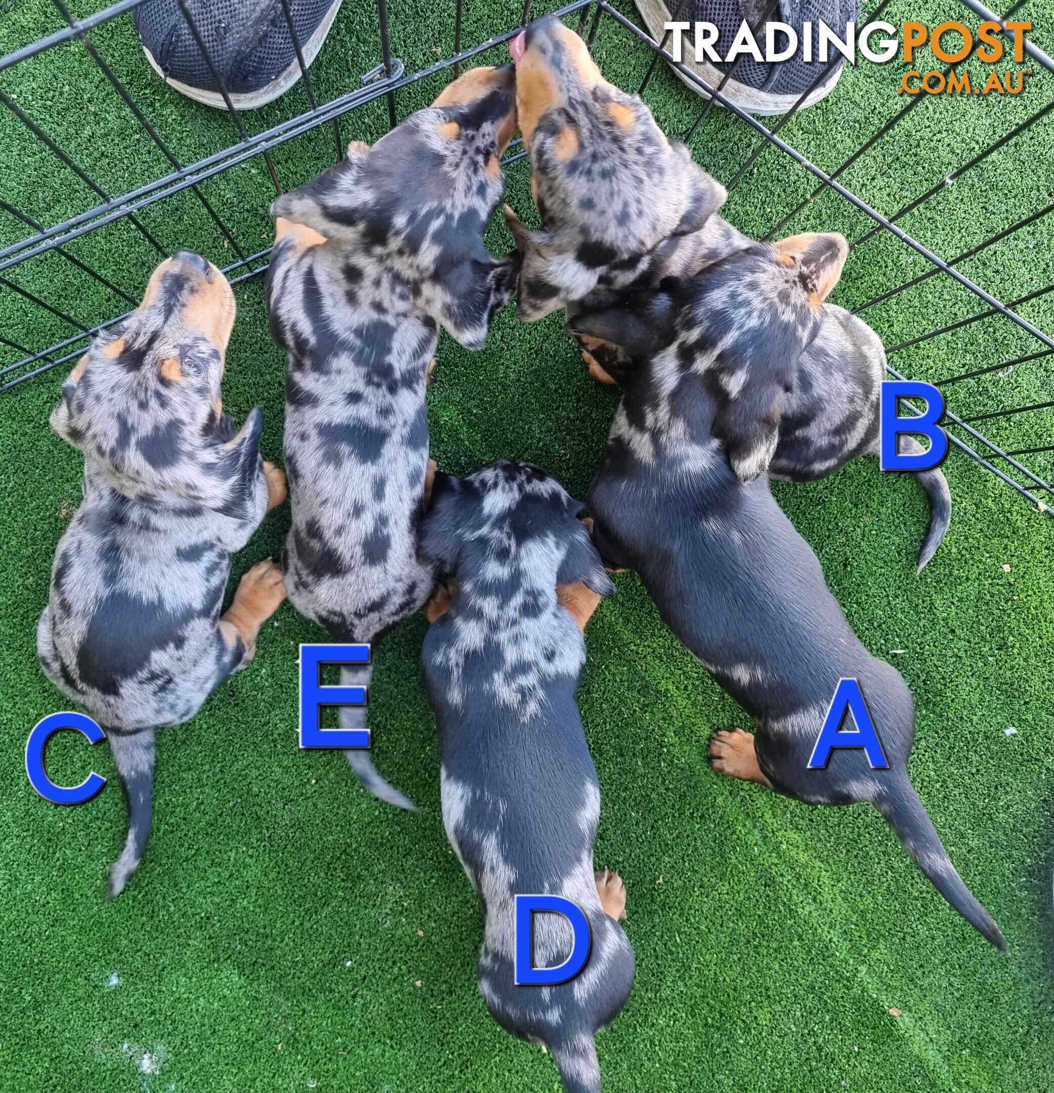 MINITURE DACHSHOUNDS FOR SALE