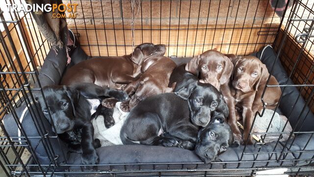 German Shorthair Pointer puppies