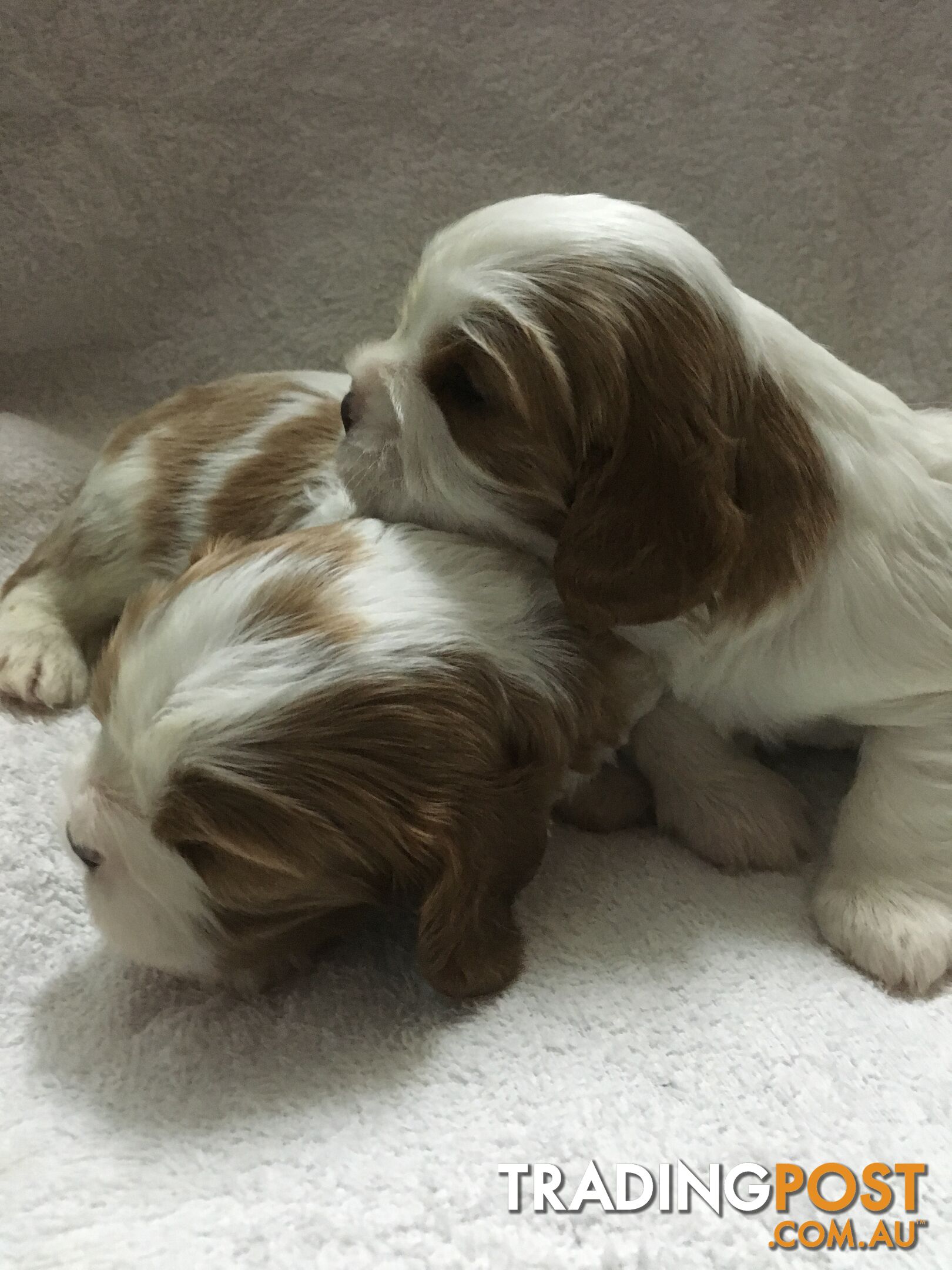 Cavalier King Charles M/F puppies registered ANKC written health guarantee