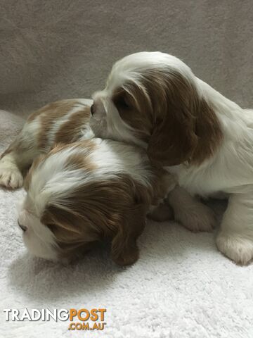 Cavalier King Charles M/F puppies registered ANKC written health guarantee