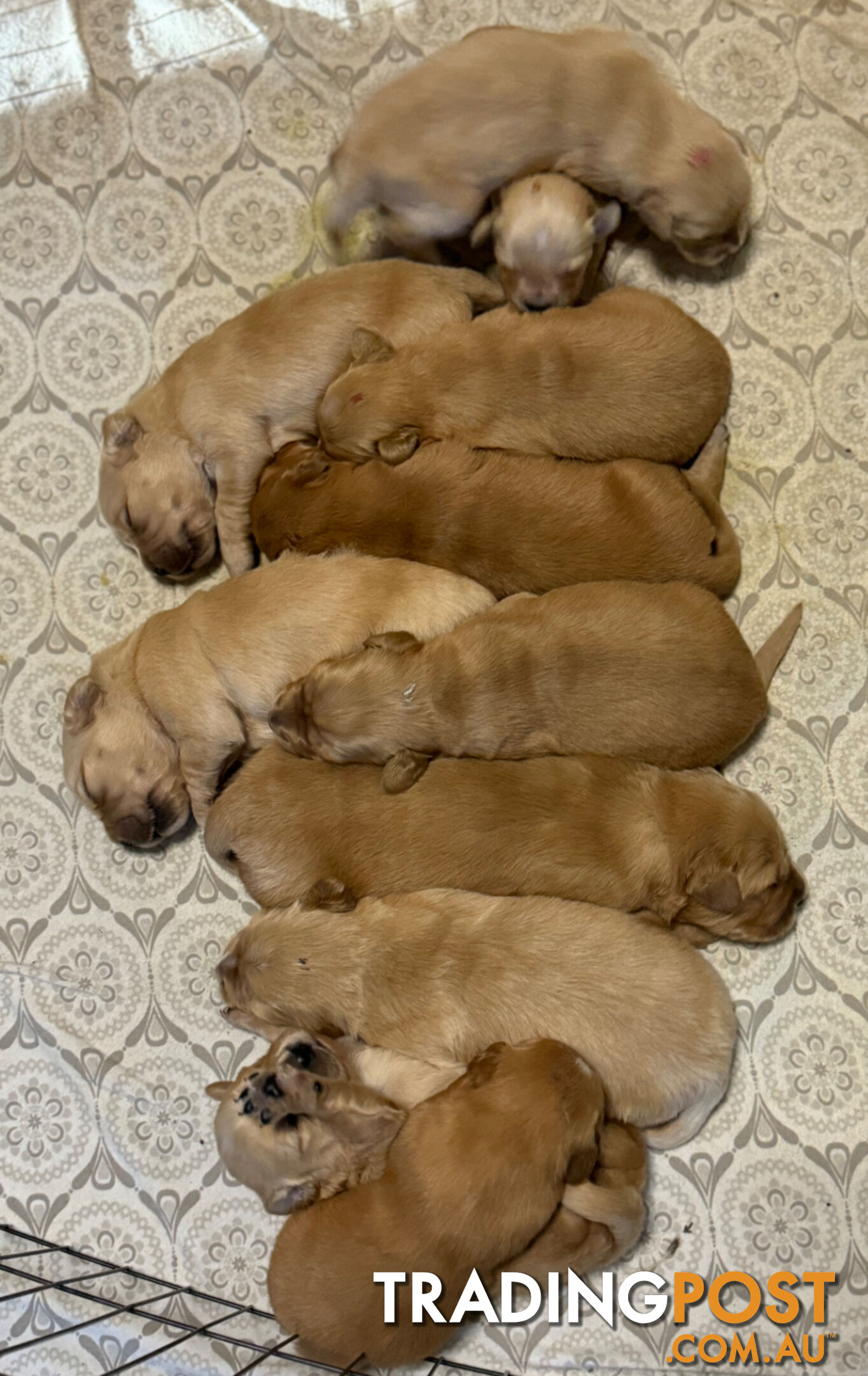 Beautiful Purebred Golden Retriever Pups