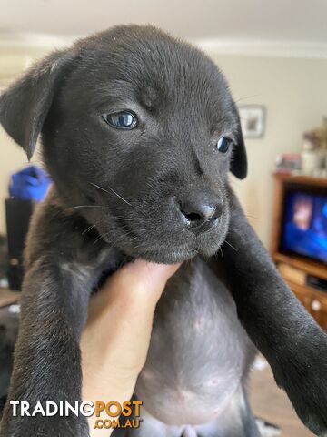 Purebred Labrador Puppies for sale